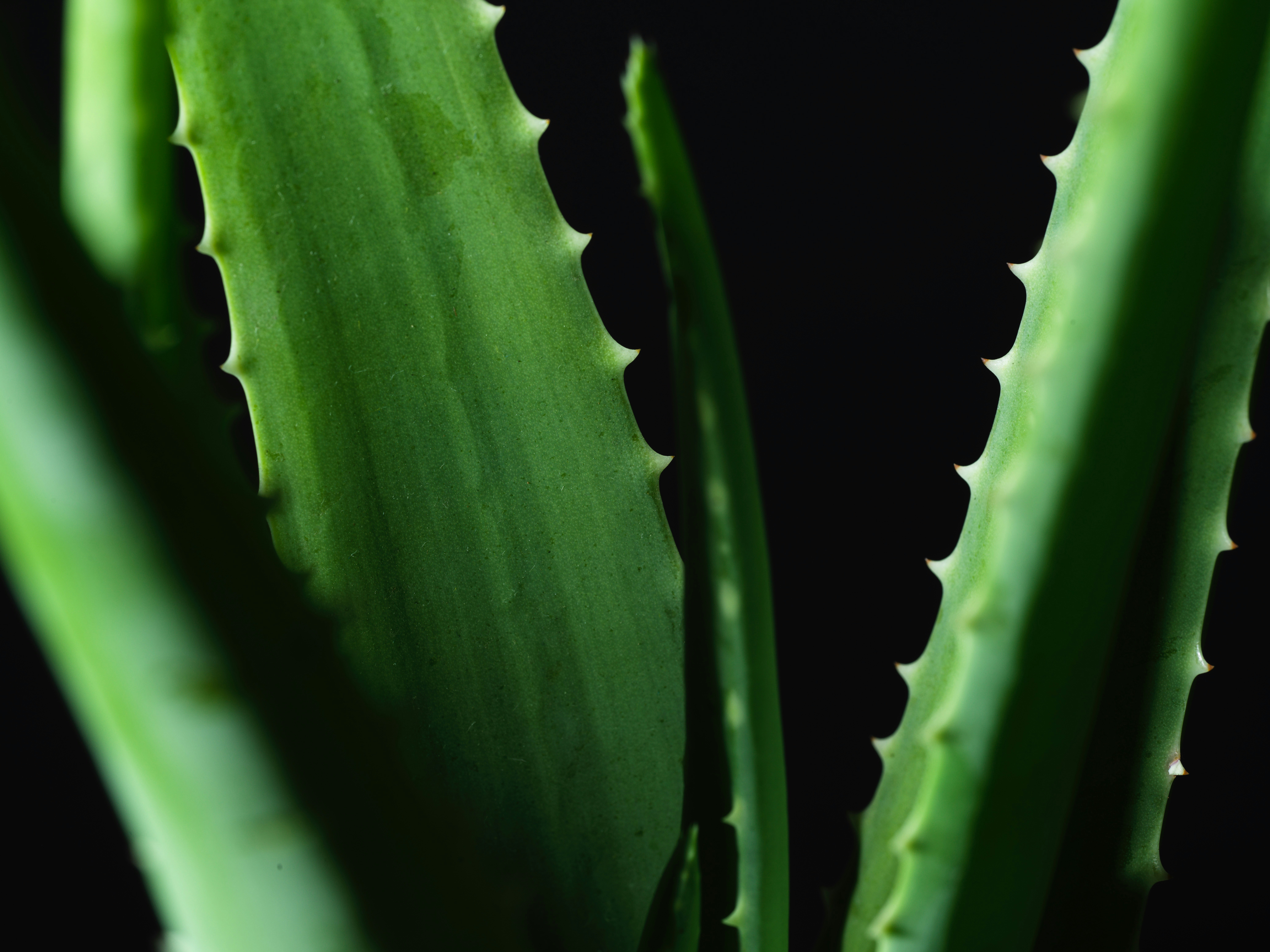 Aloe Vera Plant and Flowers